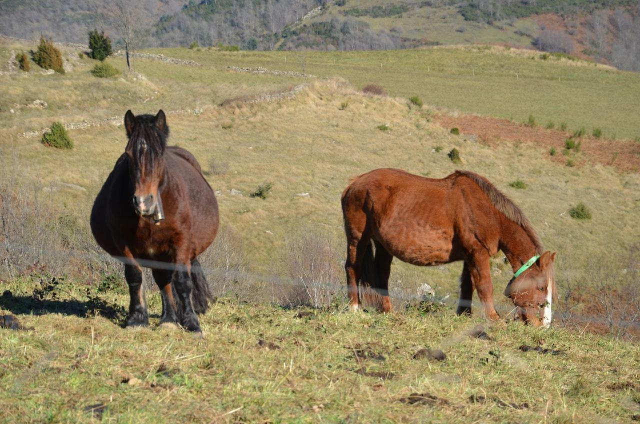Casa Rural Mollo, Vall De Camprodon ภายนอก รูปภาพ